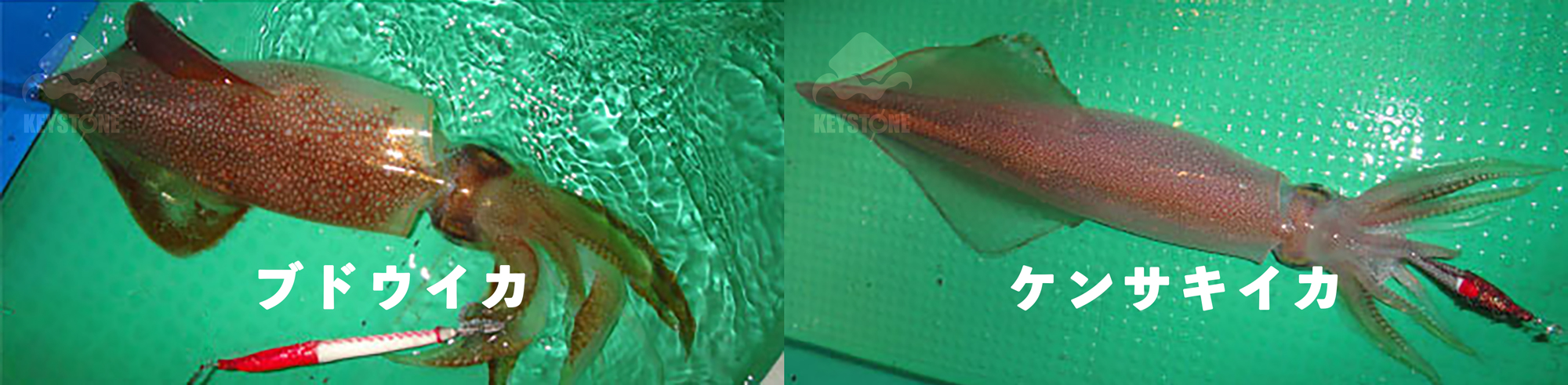 Budou-ika (Grape Squid) Feature